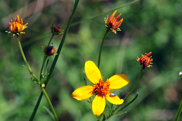 Apache Beggarticks grows to about 1 or 1 and a ½ inches (100 cm) tall. Plants grow erect with slim branches. Plants are most smooth or hairless although some young plants may hair a little pubescence. Bidens aurea